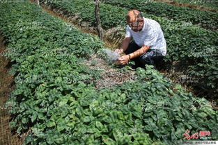 山東榮成 全國(guó)參茸產(chǎn)業(yè)專(zhuān)家齊聚一堂，為西洋參種植把脈問(wèn)診