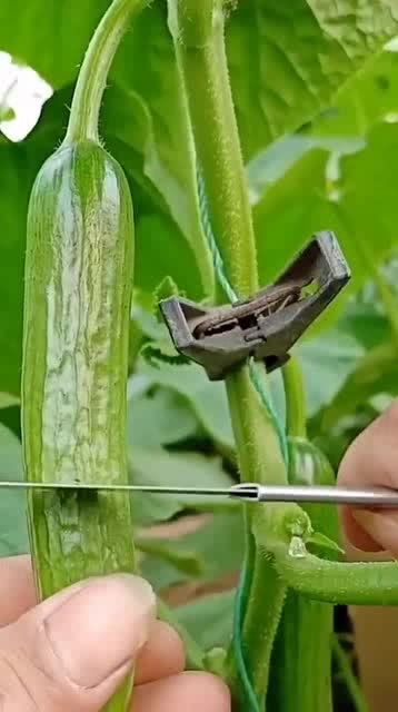 從人參果到黑參 看似高檔的養(yǎng)生食材，其實(shí)家庭養(yǎng)護(hù)很簡(jiǎn)單